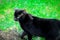 A black very beautiful cat walks in a garden across a fresh green lawn