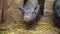 Black Vietnamese pigs in a cage on a farm