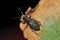 Black Vine Weevil