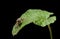 Black Vine Weevil en face