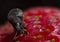 Black Vine Weevil Insect on Strawberry