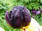 Black-violet tulip