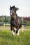 Black Vladimir draft horse runs gallop in front