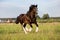 Black Vladimir draft horse runs gallop on the pasture
