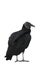 Black vulture