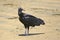 Black vulture