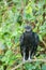 Black vulture