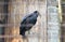 Black vulture in the aviary