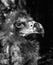 Black vulture Cinereous portrait close-up