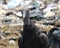 A black vulture close up view