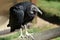 Black vulture, coragyps atratus