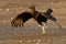 Black vulture - Coragyps atratus or American black vulture, bird in the New World vulture family, from the southeastern United