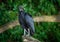 Black vulture - Coragyps atratus or American black vulture, bird in the New World vulture family, from the southeastern United