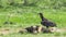 Black Vulture Coragyps atratus on a dead dog