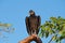 Black Vulture - Coragyps atratus - in Everglades National Park, Florida.