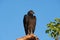 Black Vulture - Coragyps atratus - in Everglades National Park, Florida.