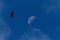 Black Vulture - Coragyps atratus flying on sky with the moon, bird silhouette, amazon rain forest, Peru, bird silhouette,