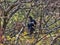 Black vulture, Coragyps atratus, hidden in the branches of Guatemala