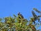 Black vulture, Coragyps atratus, hidden in the branches of Guatemala