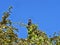 Black vulture, Coragyps atratus, hidden in the branches of Guatemala