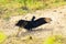 Black vulture Coragyps Atratus with open wings taking a sunbath