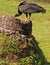 black vulture, Coragyps atratus, perched on tree