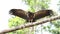 Black Vulture (coragyps atratus) Portrait, Costa Rica Wildlife and Birds, Perched on a Branch in a T