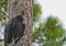 A black vulture coragyps atratus in a tree at McGough Nature Park in Largo, Florida.