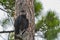 A black vulture coragyps atratus in a tree at McGough Nature Park in Largo, Florida.