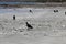 Black Vulture ( Coragyps atratus ) walking on the beach in Guanacaste, Costa Rica