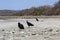 Black Vulture ( Coragyps atratus ) walking on the beach in Guanacaste, Costa Rica