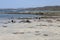 Black Vulture ( Coragyps atratus ) walking on the beach in Guanacaste, Costa Rica