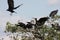 Black vulture in the Department of Guaviare