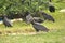 Black vulture. Eating carrion black bird with a sense of smell and a head without feathers