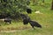 Black vulture. Eating carrion black bird with a sense of smell and a head without feathers