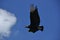 Black vulture. Eating carrion black bird with a sense of smell and a head without feathers