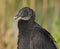 Black Vulture in Everglades National Park