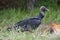 Black Vulture Feeding