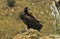 Black vulture flies in the sierra de gredos