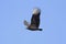 Black Vulture In Flight