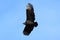 Black Vulture In Flight