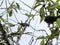 Black vulture group, Coragyps atratus, on the Mindo, Ecuador