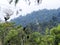 Black vulture group, Coragyps atratus, on the Mindo, Ecuador