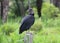 A Black Vulture looking back