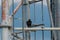 Black Vulture looking out from its perch on a cell tower