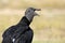 Black Vulture with Open Mouth