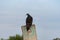 Black Vulture perched on boat parking sign near lake