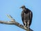 Black Vulture Perched on Dead Tree
