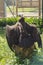 Black vulture resting on a stump with open wings