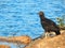 Black Vulture on Rock at Douglas Lake in Dandridge, Tennessee